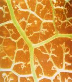 red leaf vein.jpg (9199 bytes)